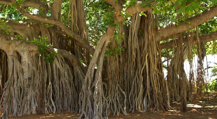 banyan bomen india