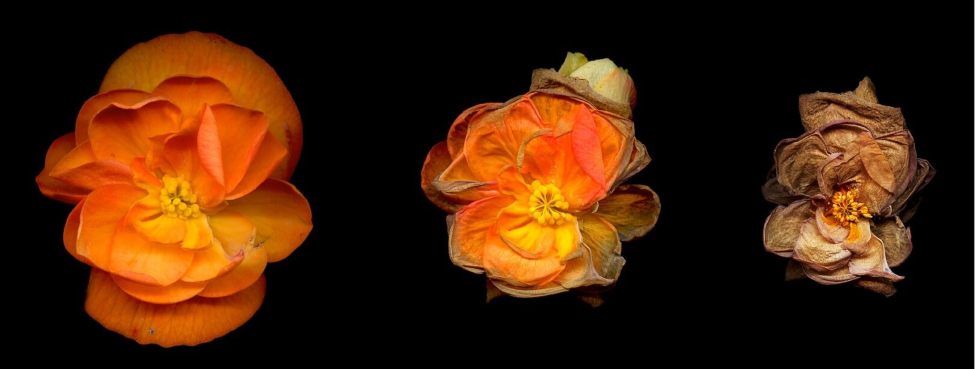 1620-Begonia flower by Joel Penner via Flickr