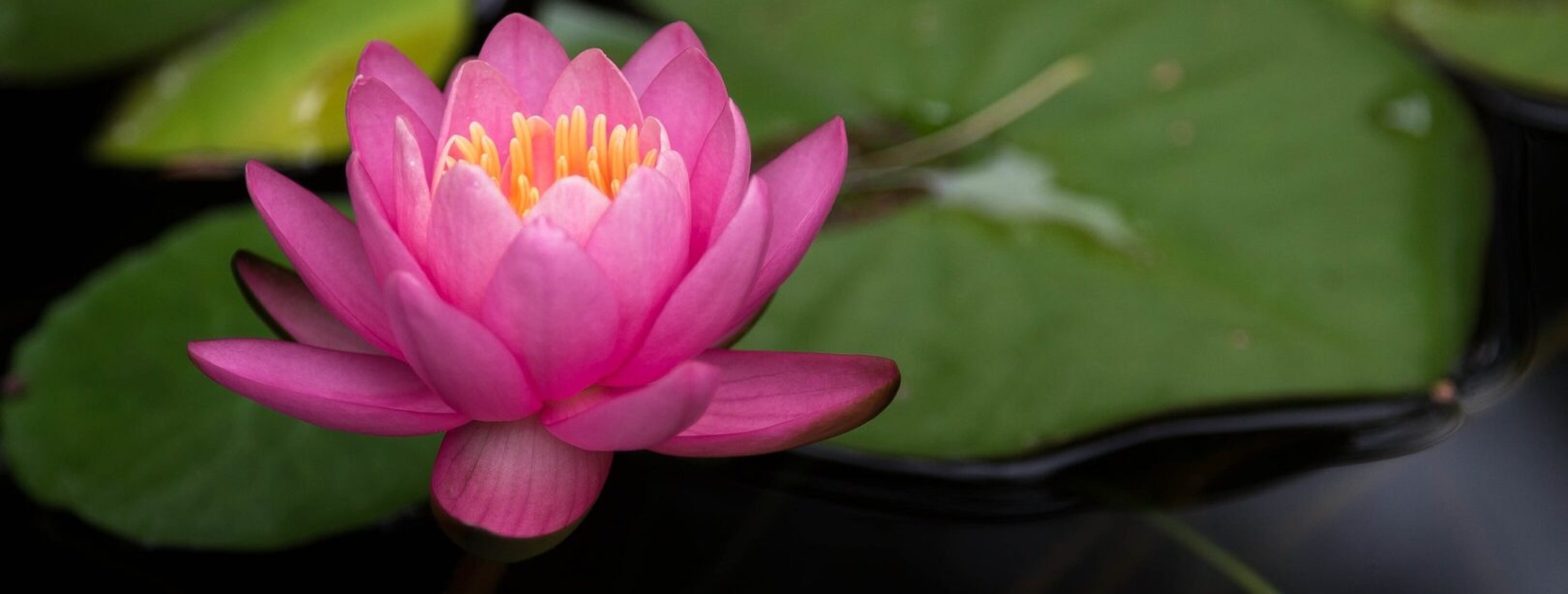 1620-Lotus flower by Jeremy Sorrells via Flickr
