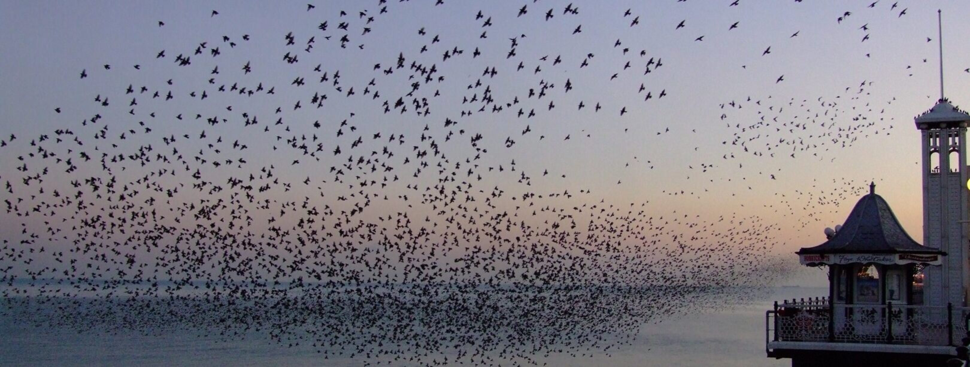1620-Starling twilight_by Les Chatfield via Flickr