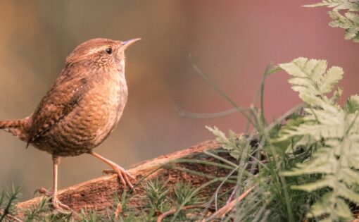 Thumbnail voor Mindfulness bij de coach